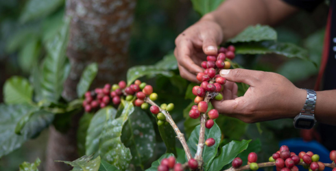 Benefici del caffè arabica